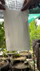 ถุงห่อฝรั่ง ห่อผลไม้ กัน UV  1 เเพค 80-100 ใบ ขนาด 6x14 เจาะรูเเล้วจากโรงงาน รุ่นนี้ผลิตโดยผสมเม็ดสารกัน UV