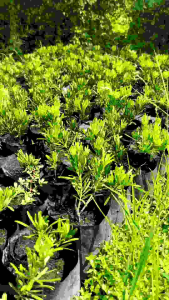 ต้นสนใบพาย ขนาด 10 - 15 เซนติเมตร(1 ชุด 3 ต้น)เราจะคัดเลือกต้นที่สวยที่สุดให้ลูกค้าครับ