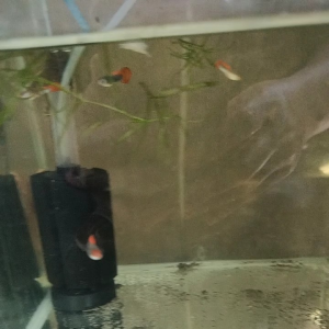 tuxedo koi guppyaquarium decor per pc