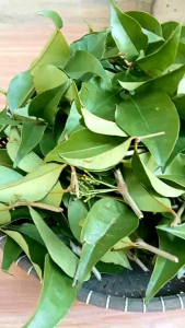 JUAL DAUN BENALU KOPI SEGAR 500GRAM