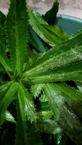 DAUN WALANG SANGIT/WALANG GENI SEGAR 1KG