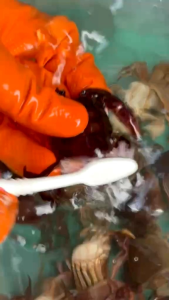 ปูนาดอง ปูนาดองน้ำปลาหวาน1kg. ใส่ส้มตำ ตำปูปลาร้าแซบๆ