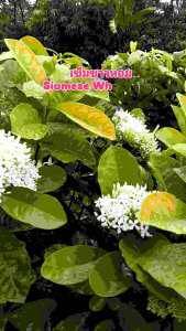 เข็มขาวหอม กระถาง 11 นิ้ว ต้นสวยและแข็งแรง  (กทม)