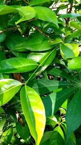 DUN SALAM SEGAR 100 GRAM LANGSUNG PETIK KAYA MANFAAT BUMBU PENYEDAP DAN HERBAL ALAMI