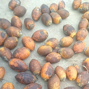 jual buah pinang tua sudah kering