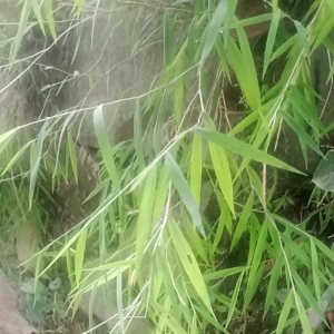 tanaman hias pogonatherum super cantik untuk hiasan