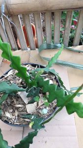 Tanaman hias wijaya kusuma kris