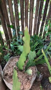 bibit bunga wijaya kusuma merah muda bunga besar cipanas