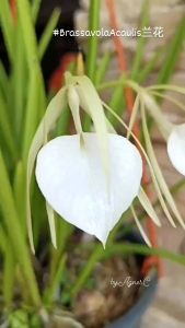 Special Orchid Species