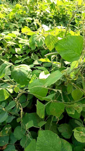 1 kg benih biji kacangan PJ pueraria javanica COVER CROPS LCC Tanaman pengendali gulma kebun sawit - Lazada