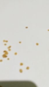 50 Biji benih paprika merah bibit paprika merah