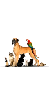 Nano Silver Original Nano Silver Philippines Price Price Of Nintendo Switch In The Philippines - Lazada