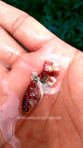 CUPANG PLAKAT MULTICOLOUR FM HIASAN AQUARIUM HIASAN SOLITER