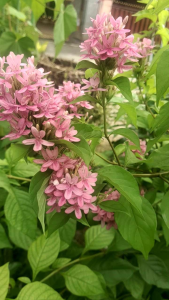 ชมพูหวาน บิวตี้ ดอกรูปเข็ม เลี้ยงง่าย ออกดอก สวยงาม ออกดอกตลอดปี