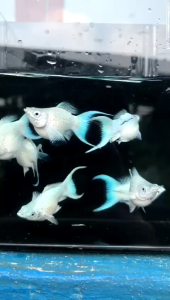 BIBIT IKAN MOLLY CAWANG PLATINUM SIZE INDUKAN 1pair