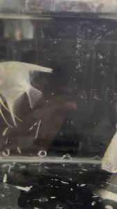 Ikan Malaikat Salji Putih/Snow White Angelfish/Freshwater     雪白神仙鱼