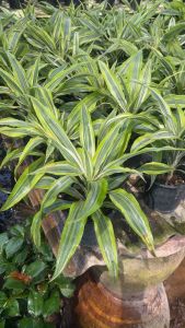 #ต้นวาสนาราชินีด่าง (วาสนา3สี)🌲ส่งเป็นต้นพร้อมกระถาง  #ไม้มงคลสวยงาม    #ชื่อวาสนาราชินี3สี4-5นิ้ว นิยมปลูกไว้ที่บ้านเด่นชัดคือให้โชคลาภเสริมบารมีความมั่งคั่ง