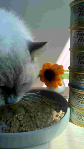 [Bundle of 24 Cans] Fancy Feast Canned Cat Wet Food 85g for Cats | Cat Wet Food