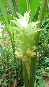 Bibit Tanaman Tamu Lawak Herbal untuk kesehatan ( 5 Batang / kemasan )