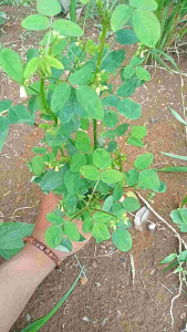 Belimbing tanah Cilincing/Calincing segar spesial (150 gram/ kemasan)