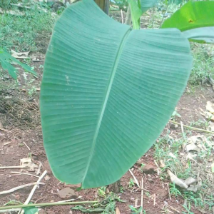 Daun Pisang Segar Bugar Original Harga Spesial 1 Kg