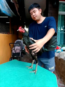 ไข่ไก่ชนพม่าสายเลือดเงินล้านมหานคร + เสือดำ ป.วุฒิ - จากราคาฟองละ 140บาท สำหรับผู้สมบูรณ์ 3 ฟอง 390 บาท