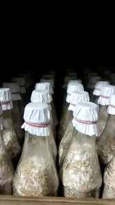 Bibit Jamur Tiram Coklat F2 Murah Meriah