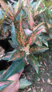 Tanaman Hias Aglonema Ruby: Dekorasi Ruangan dengan Tanaman Lokal