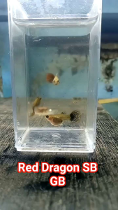 Guppy Red Dragon Short Body Glass Belly Pair B40 (Grade) - Pet Supplies > Pet Food > Fish & Aquatic Food
