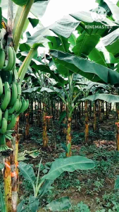 หน่อกล้วยหอมคาเวนดิช 2หน่อ149บาท รับประกันพันธุ์แท้จากสวนปลูกส่งห้างทั่วประเทศหน่อคัดหน่อสวยๆตัดยอดยาว30-40ซม.ขุดสดใหม่ส่งตามออเดอร์