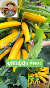 5 แถม 1 เมล็ดพันธุ์ซูกินีญี่ปุ่น สวีทโกลว์ 10 เมล็ด เมล็ดพันธุ์แท้ OP เมล็ดพันธุ์ผักสวนครัวต่างประเทศ ปลูกง่าย ผลดก สามารถปลูกได้ตลอดปี