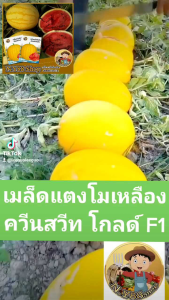 เมล็ดพันธุ์แตงโมสีเหลือง (เบาะน้ำเติม: ควีนสวีทโกลด์ F1 5 เมล็ด หวานกรอบ เนื้อแน่น หลายรูปแบบ)