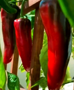 (KEMASAN PREMIUM) BIJI/BENIH CABE JUMBO BIG JIM IMPORT (isi ratusan butir benih)