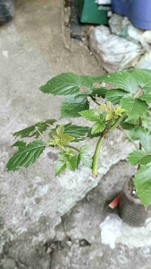 Prime Ark Freedom Blackberry Plant (Live Plant) Good for container gardening