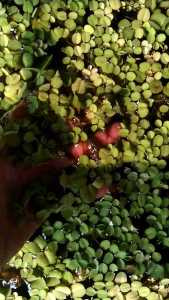 Tanaman kolam salvinia minima/tanaman hias aquascape