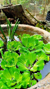 [ giao miền nam] BÈO HOA HỒNG – VẺ ĐẸP THANH NHÃ CHO HỒ THỦY SINH