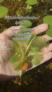 Meddin Factory ทุ่นปักไม้น้ำเม็ดดินเผา (1 ชุด 10 เม็ด) น้ำใส กระตุ้นรากพืช สำหรับอ่างบัวเลี้ยงปลา ตู้ปลา • ขนาดทุ่นปักไม้น้ำเม็ดดินเผา 2.0-2.5 ซม • ขนาดรูปักไม้น้ำ 0.5-0.7 ซม • ปักไม้น้ำได้ 3-4 ก้าน/เม็ด