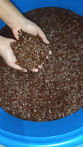 Ipil Ipil Seeds for Planting (1000/2000 seeds) Organic High Germination Rate Leucaena Leucocephala Tree Seeds Buto ng Ipil-Ipil Livestock Forage Plus Freebie