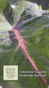 โคโลคาเซีย อีเควเตอร์ (Colocasia Equator )ไม้ฟอกอากาศ ไม้มงคล ไม้ประดับ ไม้แต่งสวน ราคาถูกสุดๆ ไม้ด่าง ไม้หายาก