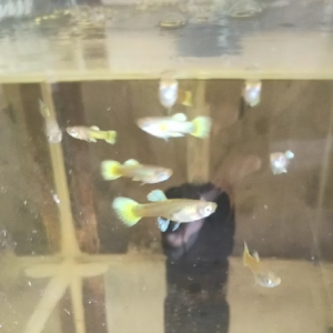 24k guppy aquarium decor 1pc - goldfish - aquarium - fish tank - aquatic - underwater