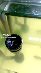 Máy Bơm periha PD 4200 + bộ hút mặt và hút đáy