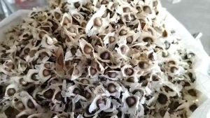 เม็ดมะรุมแก่แห้ง(มีราคาส่ง)