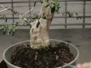 Alat Bonsai dan Berkebun Single Root Hook Kait Akar Stenlis