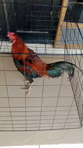 kandang/kurungan ayam piramida bisa d lipat