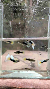 GUPPY HB WHITE PAIR