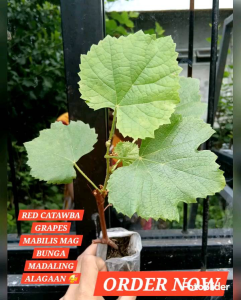 BUY 1 TAKE 1 RED CATAWBA GRAPES SEEDLING MADALANG BUHAYIN ORDER NOW