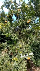 SURFACTAN ANTI LALAT BUAH |VIRAL| 1000 ml| bonus likagrow 100 gr|