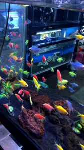 Hiasan Aquarium Isi 25 | Hiasan Aquarium Murah Paket 25 | Hiasan Aquairum murah Glow | Stik Glow Paket Murah