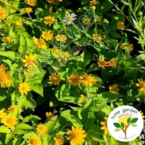 ต้นกระดูมทอง ดอกสีเหลือง 🌼 6 นิ้ว ไม้ม่านคล ไม้ดอกสวยๆ ชำ จัดส่งพร้อม มีบริการ