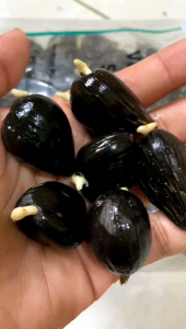 VERDAN SELECT ISI 200 BERSERTIFIKAT